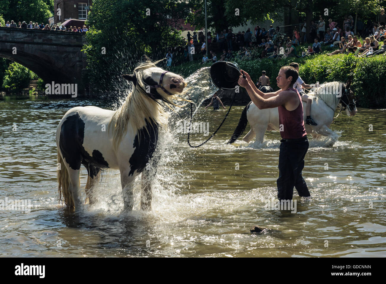 I Cavalli di lavaggio nel fiume in una calda giornata estiva a Appleby Horse Fair, Appleby Foto Stock