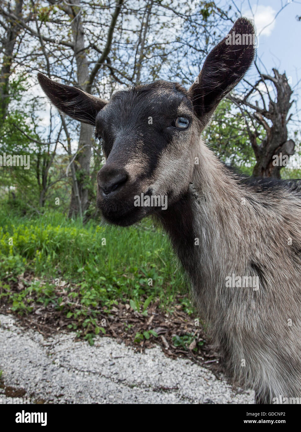 Curioso capra con grandi orecchie Foto Stock