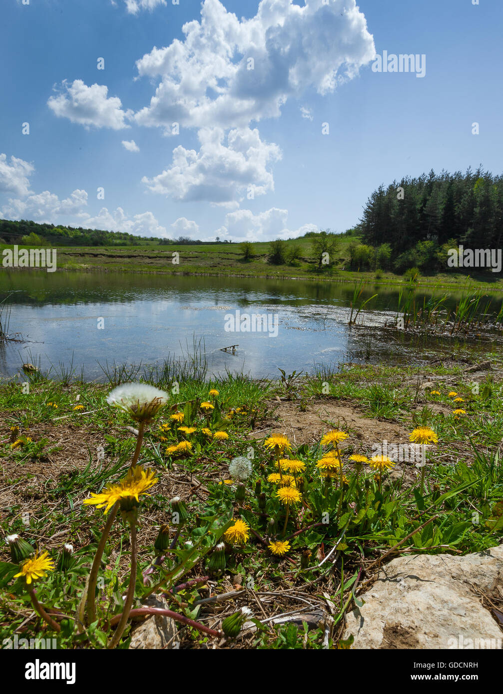 Giornata di Primavera in una foresta lago con il tarassaco giallo Foto Stock