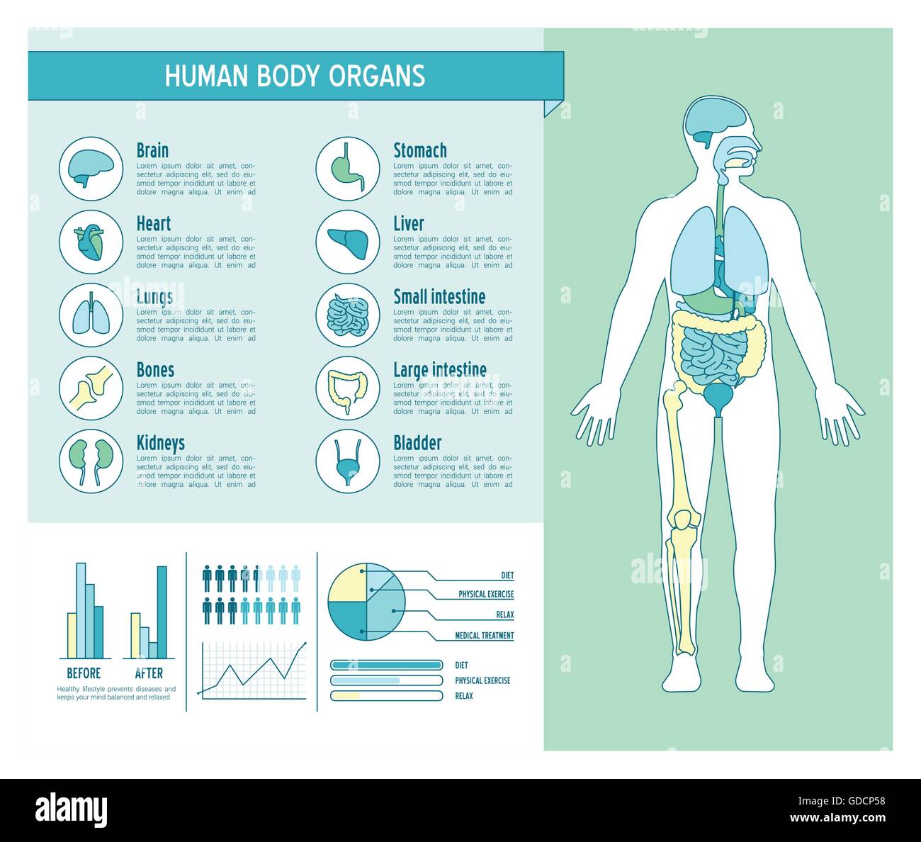 Il corpo umano health care infographics, con icone di medici, organi, grafici diagarms e spazio di copia Illustrazione Vettoriale