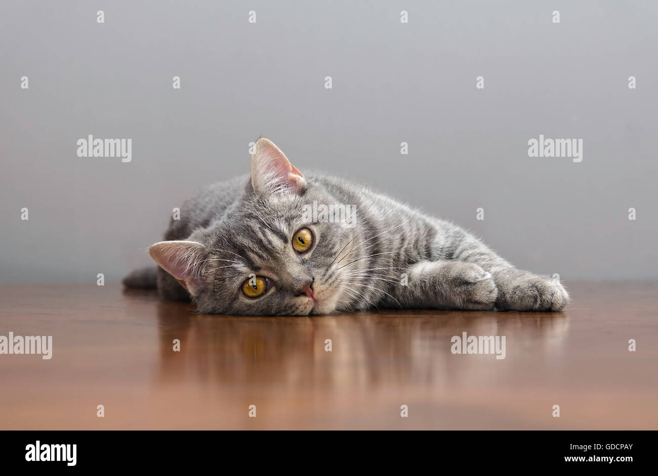 Carino gattino britannico sleeping Foto Stock