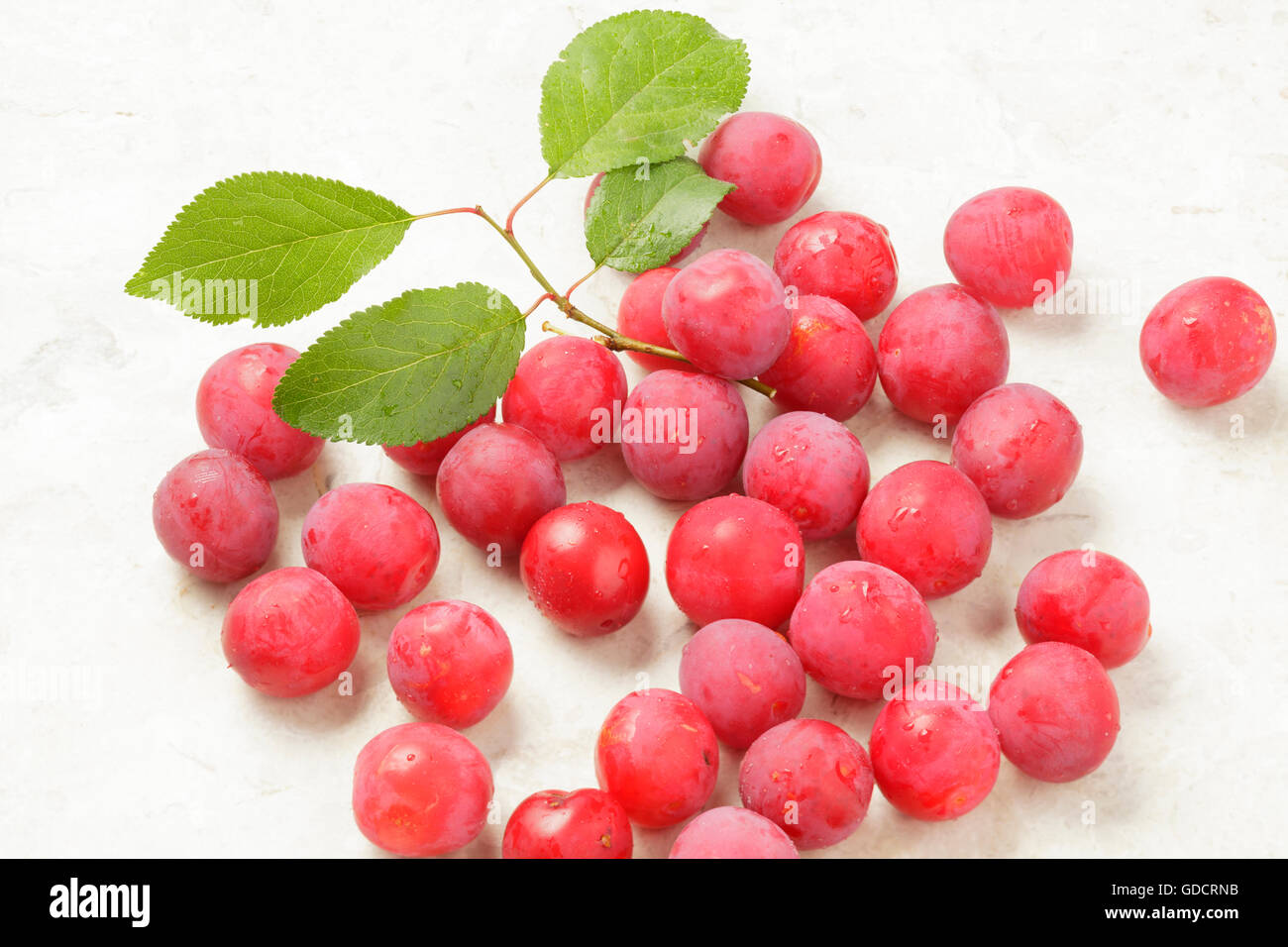 La ciliegia susine Prunus cerasifera Foto Stock