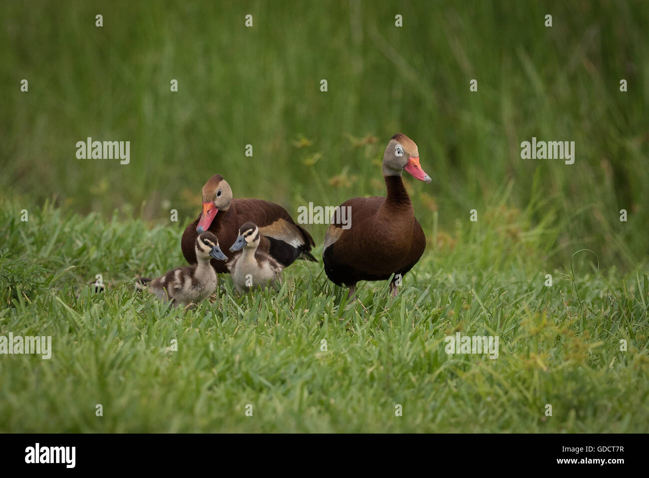 Sibilo Black-Bellied famiglia d'anatra Foto Stock