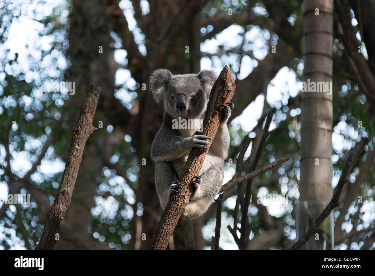 Il Koala alla Riserva Naturale di Currumbin. Foto Stock