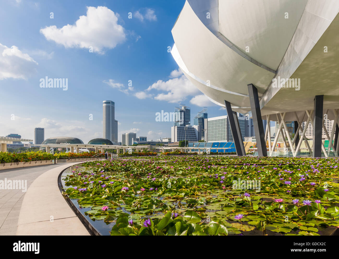 Vista diurna del blooming lily pond prima di arte Museo di Scienza e di costruzione dello skyline di Singapore sullo sfondo, Singapore. Foto Stock