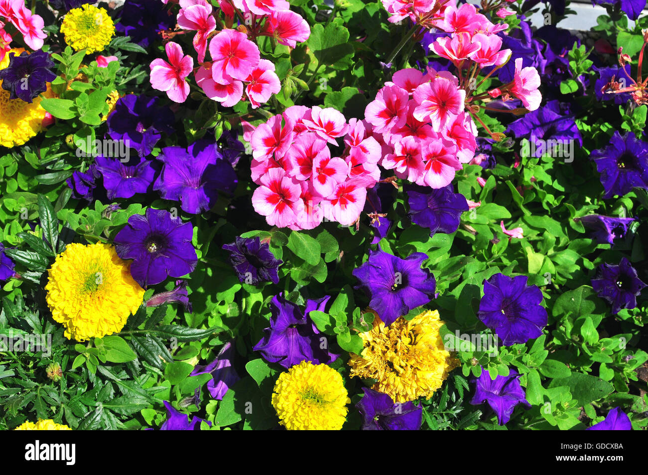 Fiori colorati in giardino Foto Stock