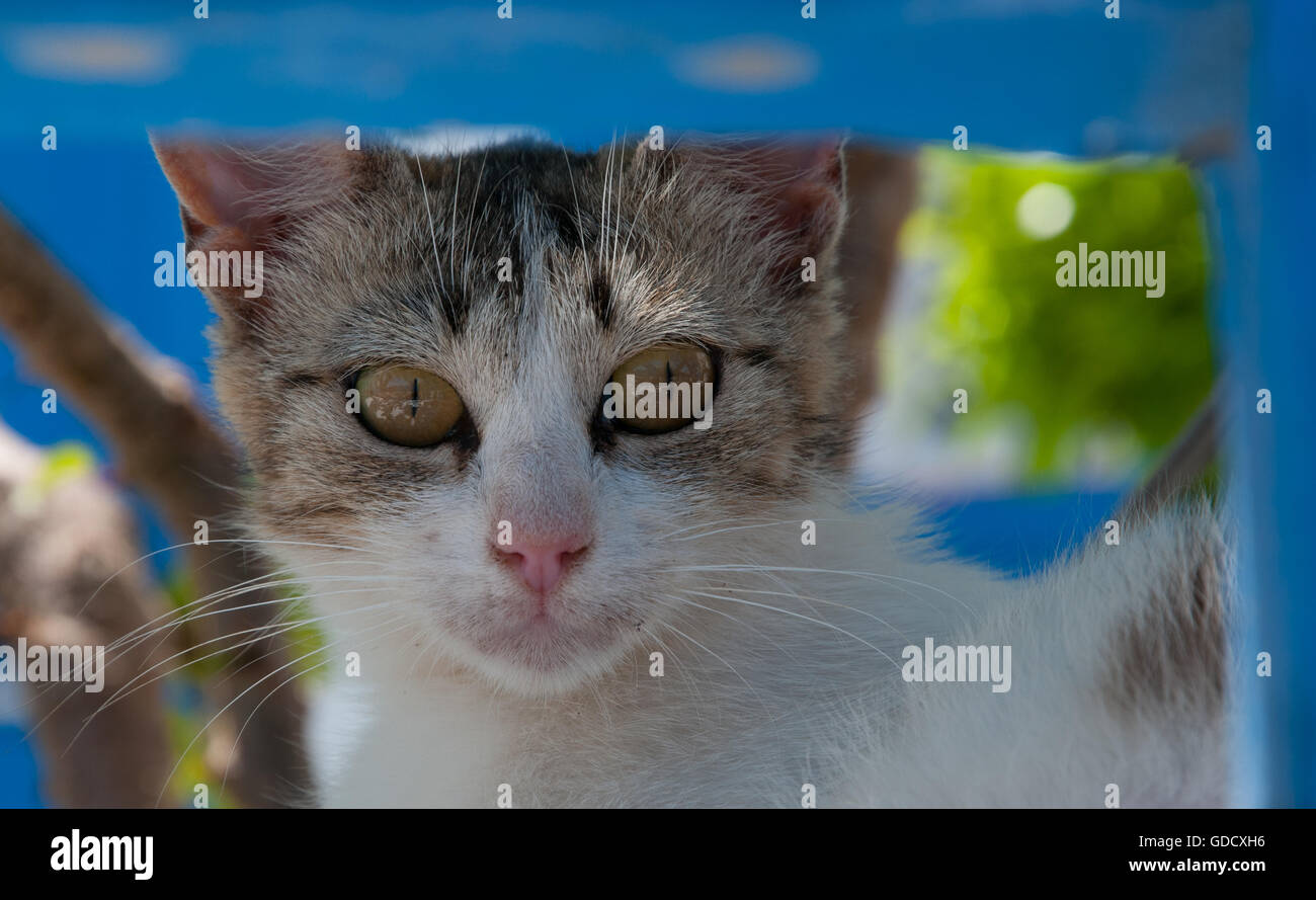 Simpatico gatto randagio sull isola di Thirasia nel borgo collinare di Manolas, Santorini Foto Stock