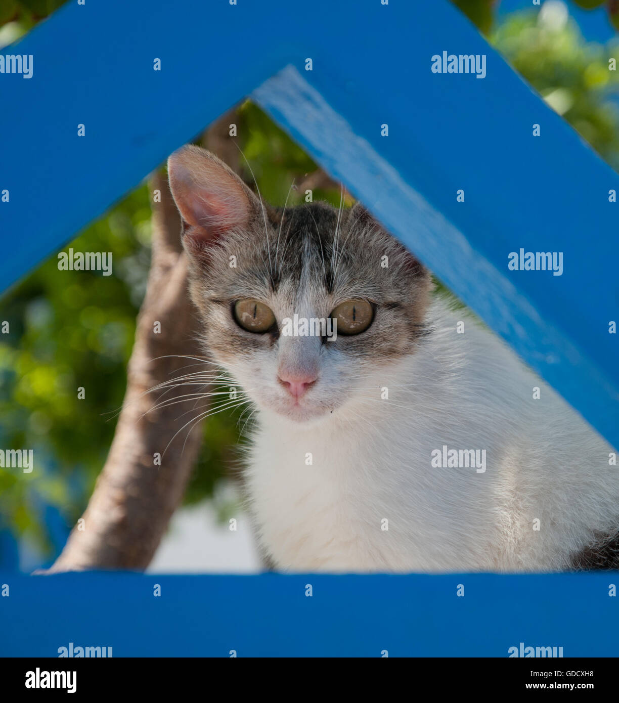 Simpatico gatto randagio sull isola di Thirasia nel borgo collinare di Manolas, Santorini Foto Stock