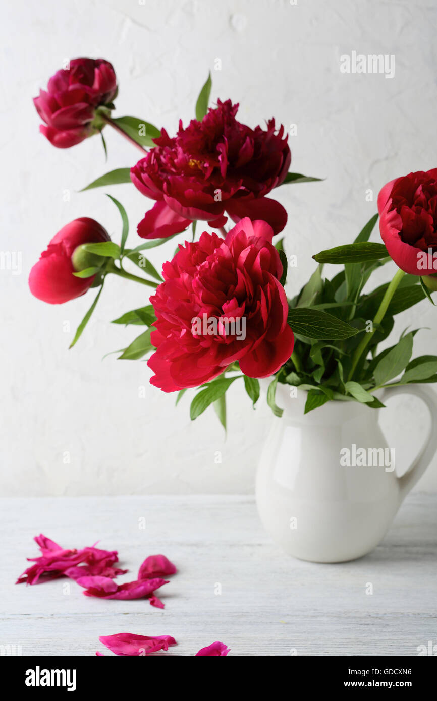 Fresche Le peonie nel vaso di fiori, Foto Stock