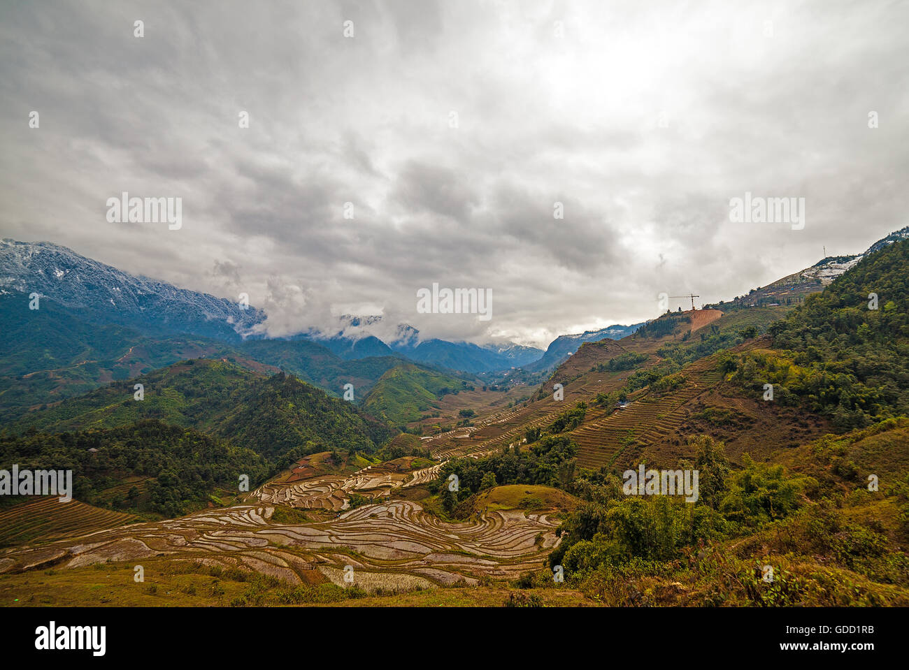 Campo di riso terrazze. Sapa Vietnam Foto Stock