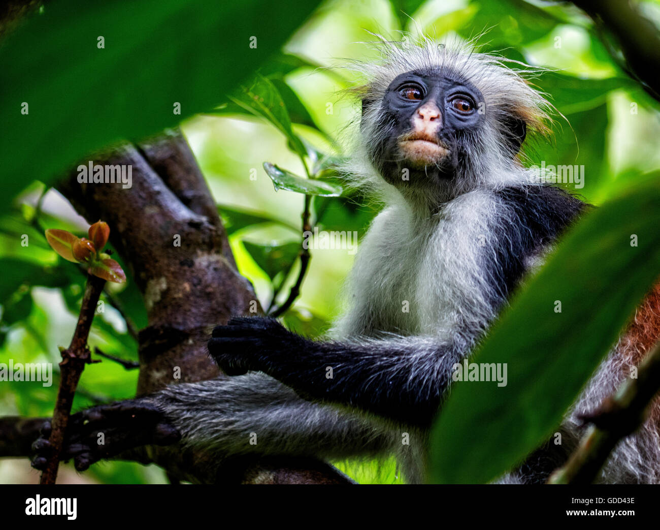 Red Colobus Monkey Procolobus kirkii alla foresta di Jozani sull isola di Zanzibar Africa orientale Foto Stock