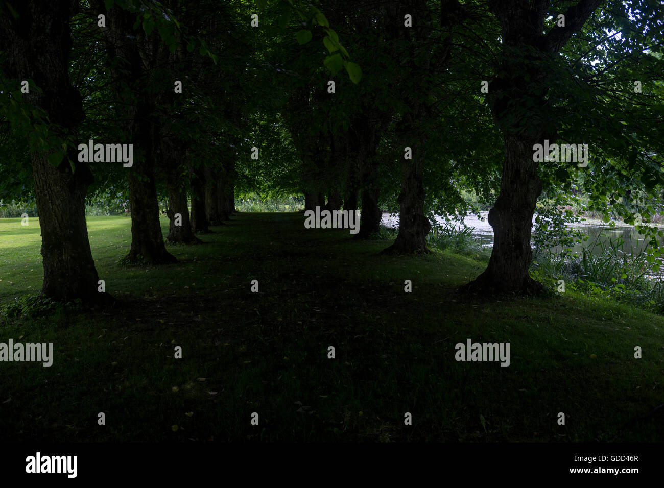 Lime Avenue da stagno Foto Stock