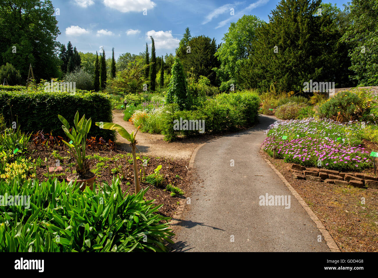 Bristol Giardino Botanico di proprietà e gestito dall'Università di Bristol REGNO UNITO ospita una grande collezione di piante provenienti da tutto il mondo Foto Stock