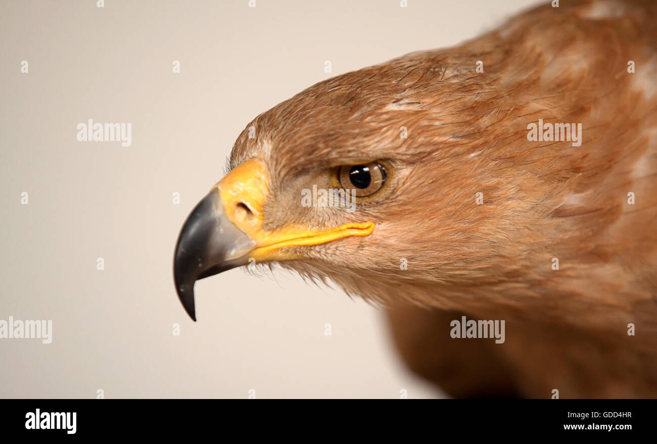 Foto ritratto di un Allocco eagle Foto Stock