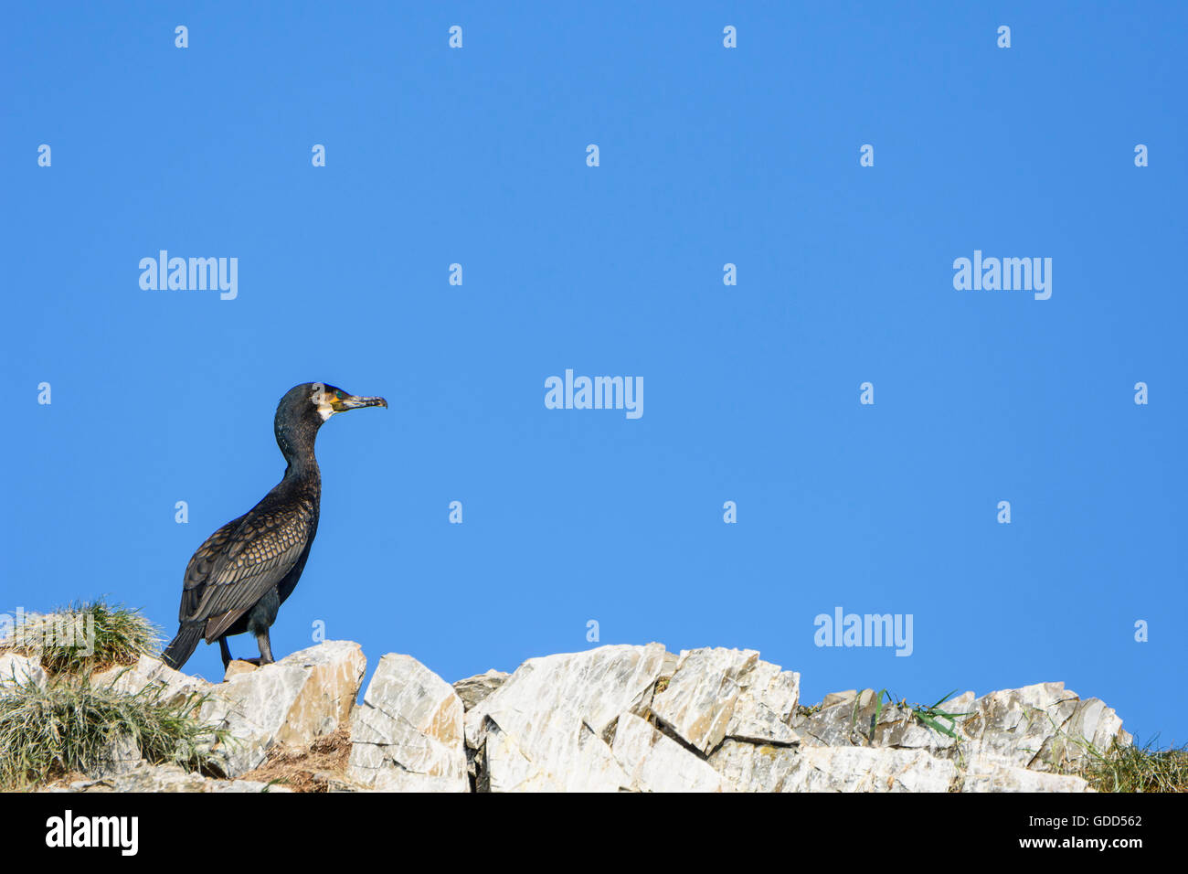 , Cormorano Phalacrocorax carbo, Murray Isles, Solway Firth, Scotland, Regno Unito Foto Stock