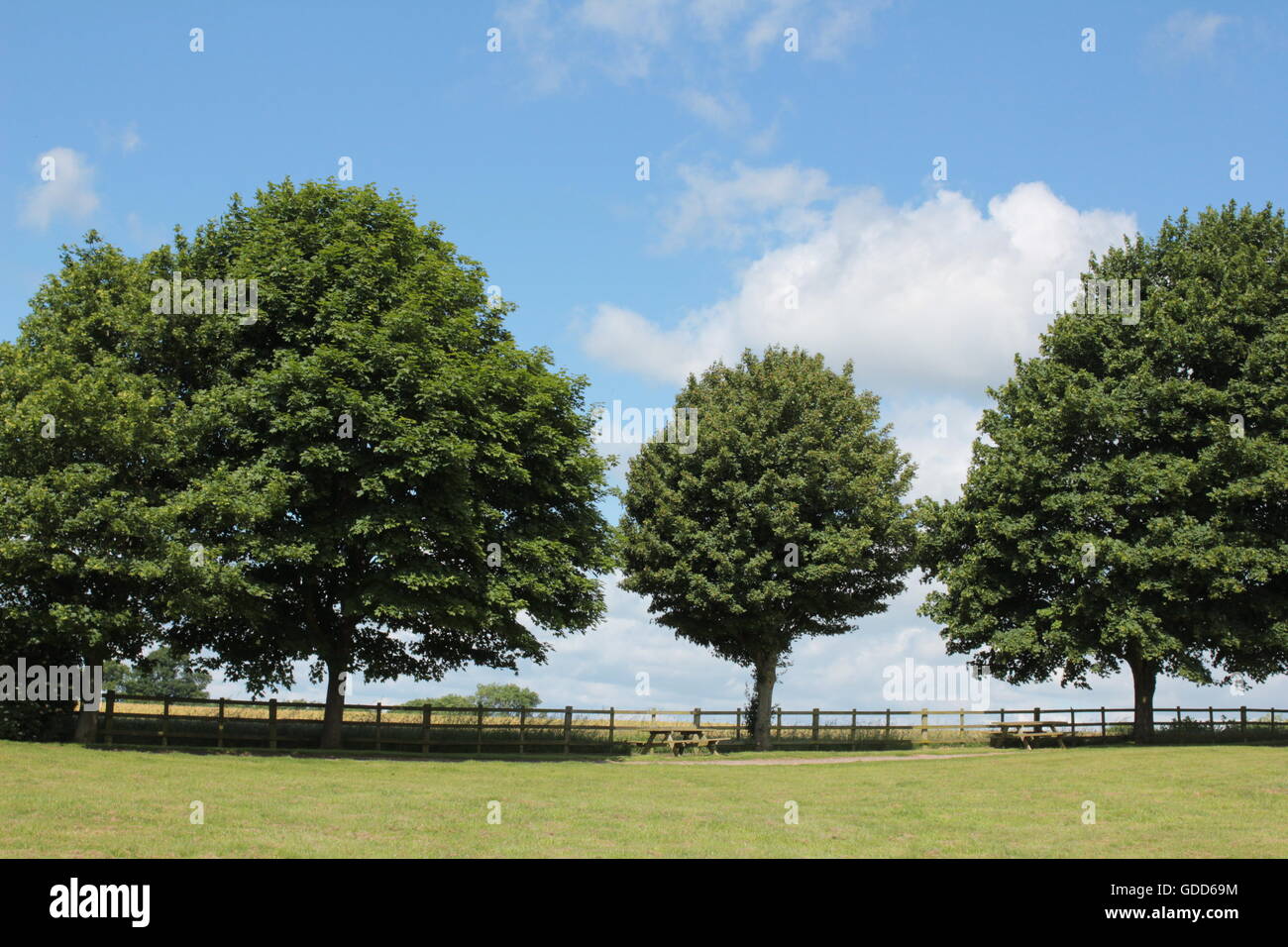 Alberi sulla skyline di Bosworth campi Foto Stock