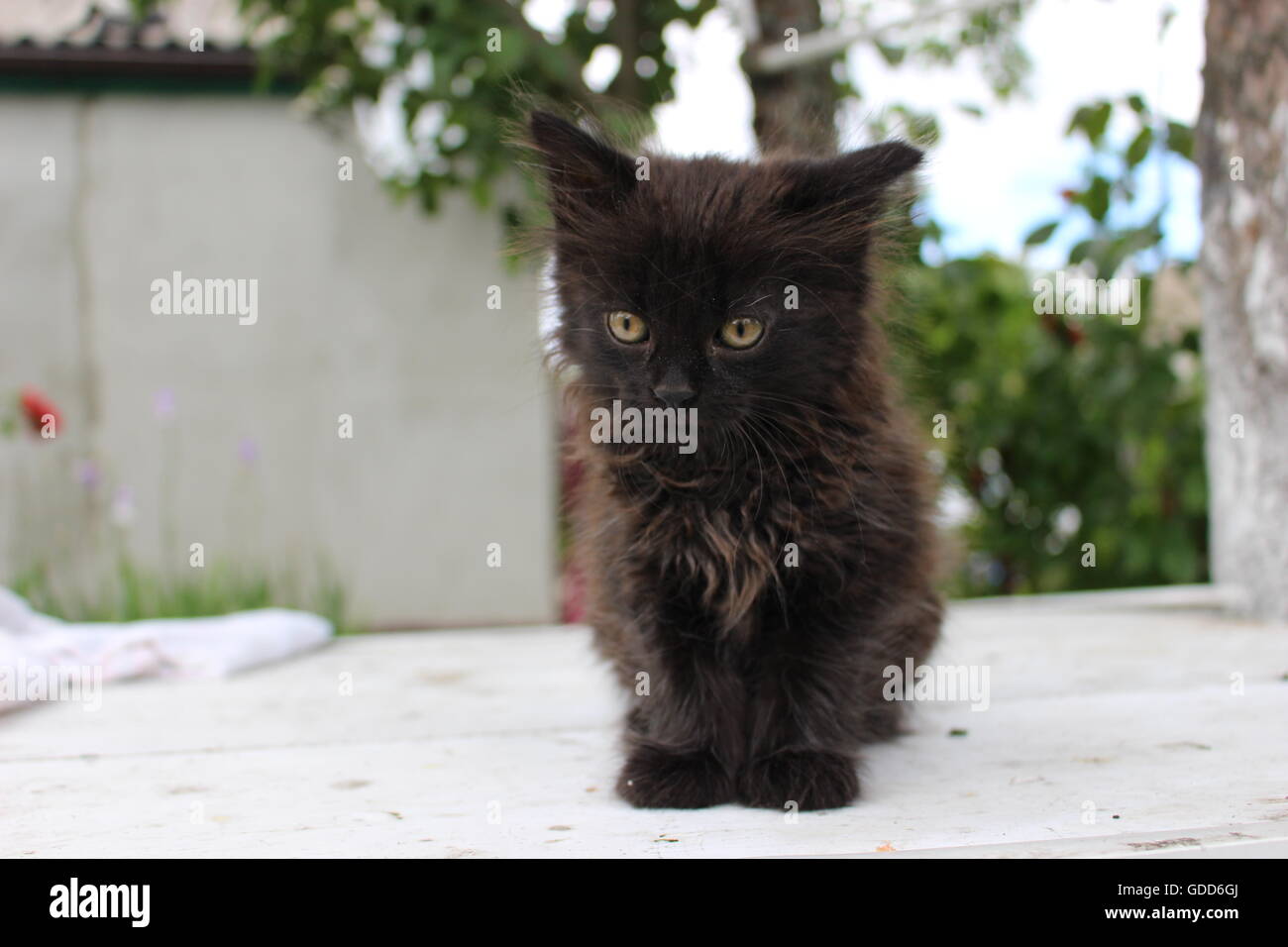 Splendida kitty in giardino. Foto Stock