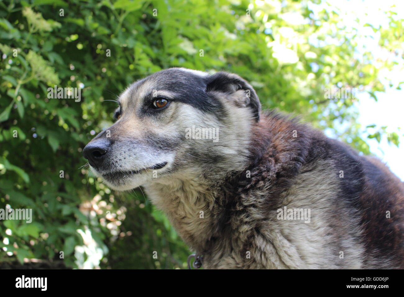 Stupendo cane in giardino. Foto Stock