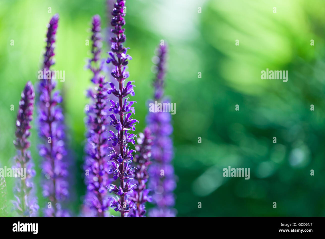 Primo piano immagine di Violetta Lavanda fiori nel campo Foto Stock