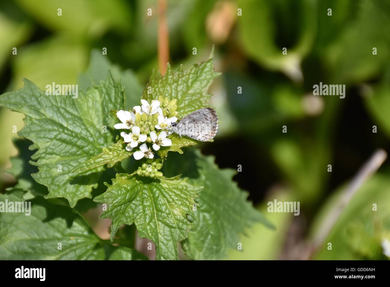 Farfalla sul fiore Foto Stock