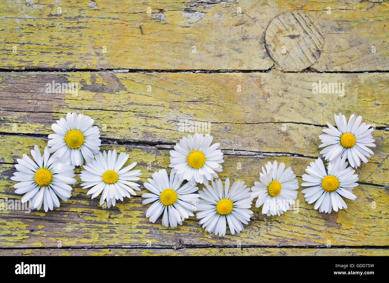 Fiore bianco su giallo listone come uno sfondo decorativo Foto Stock