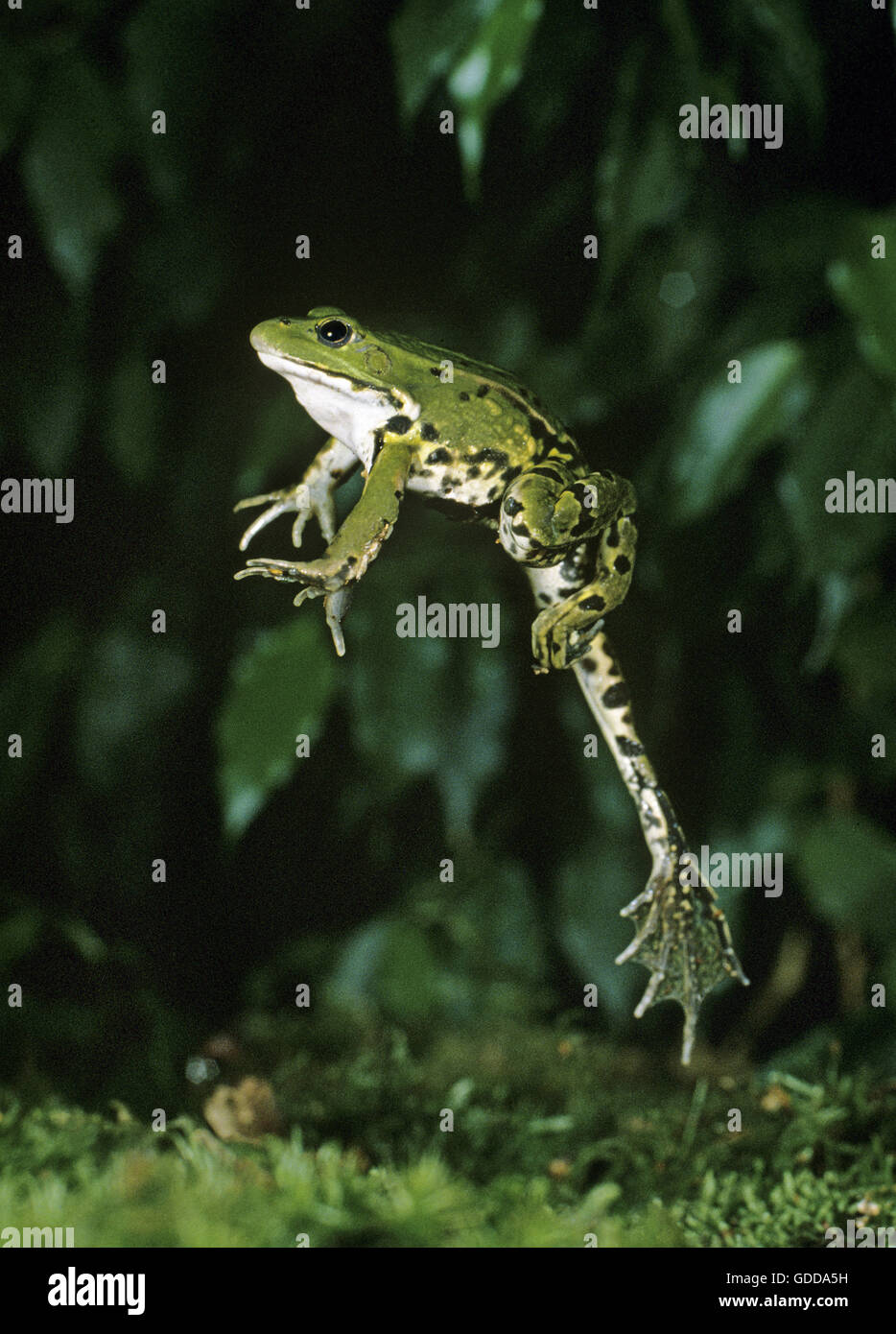 Rana verde o rana verde, Rana esculenta, saltando per adulti Foto Stock