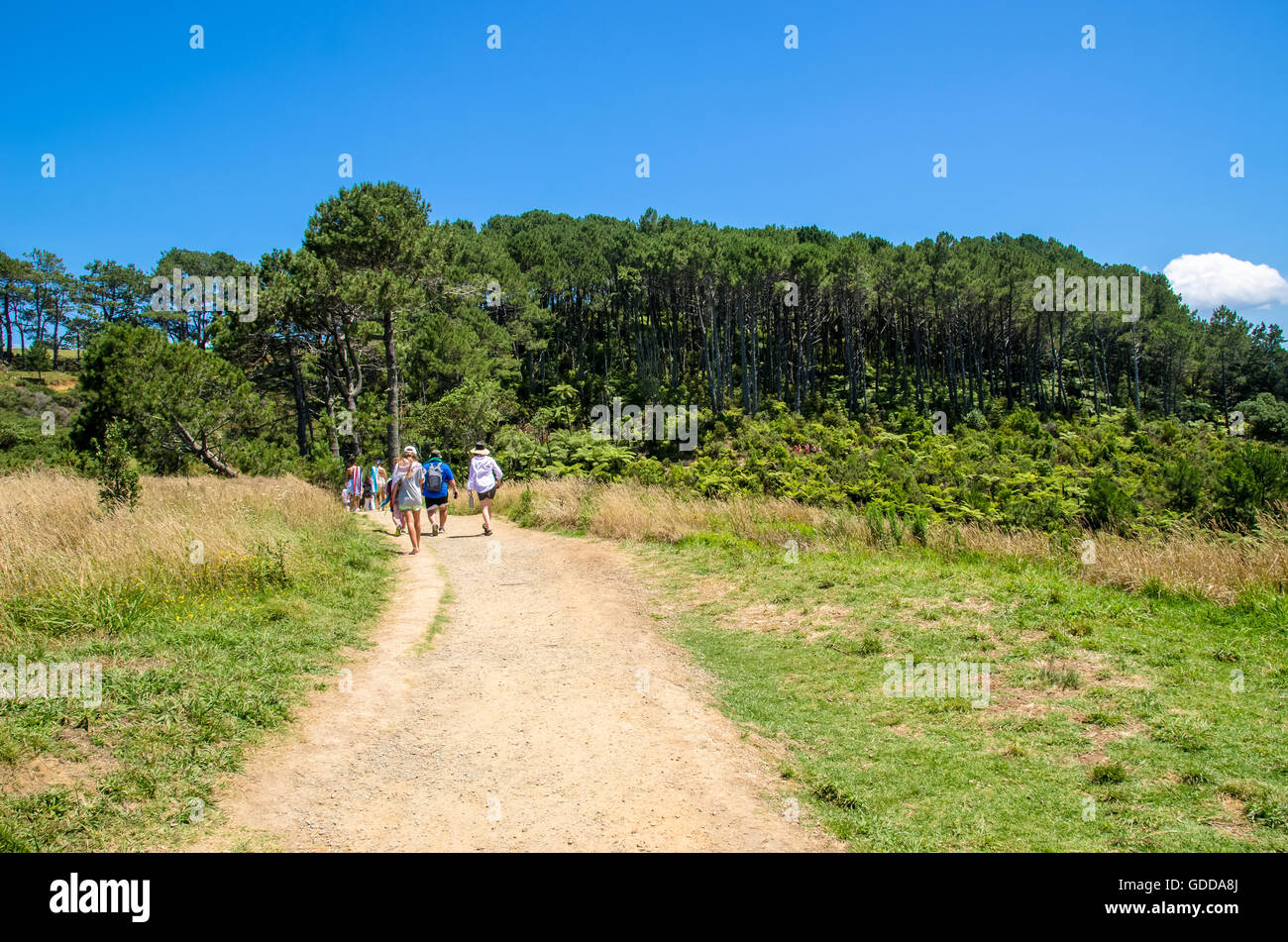 La gente a piedi attraverso la via del Cove della cattedrale nella Penisola di Coromandel sull'Isola del nord della Nuova Zelanda. Foto Stock