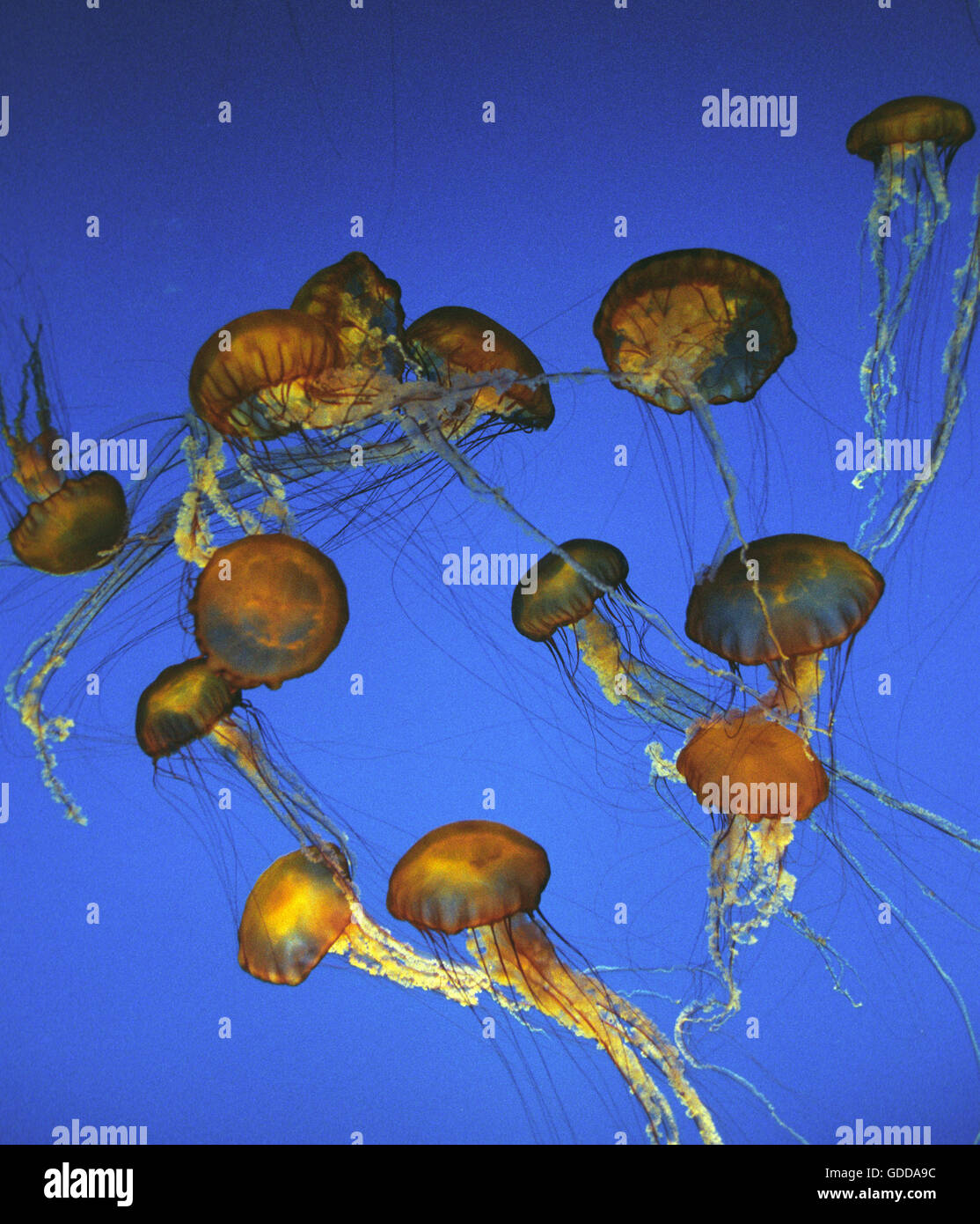 PurpleStripped meduse, pelagia noctiluca Foto stock Alamy — free download