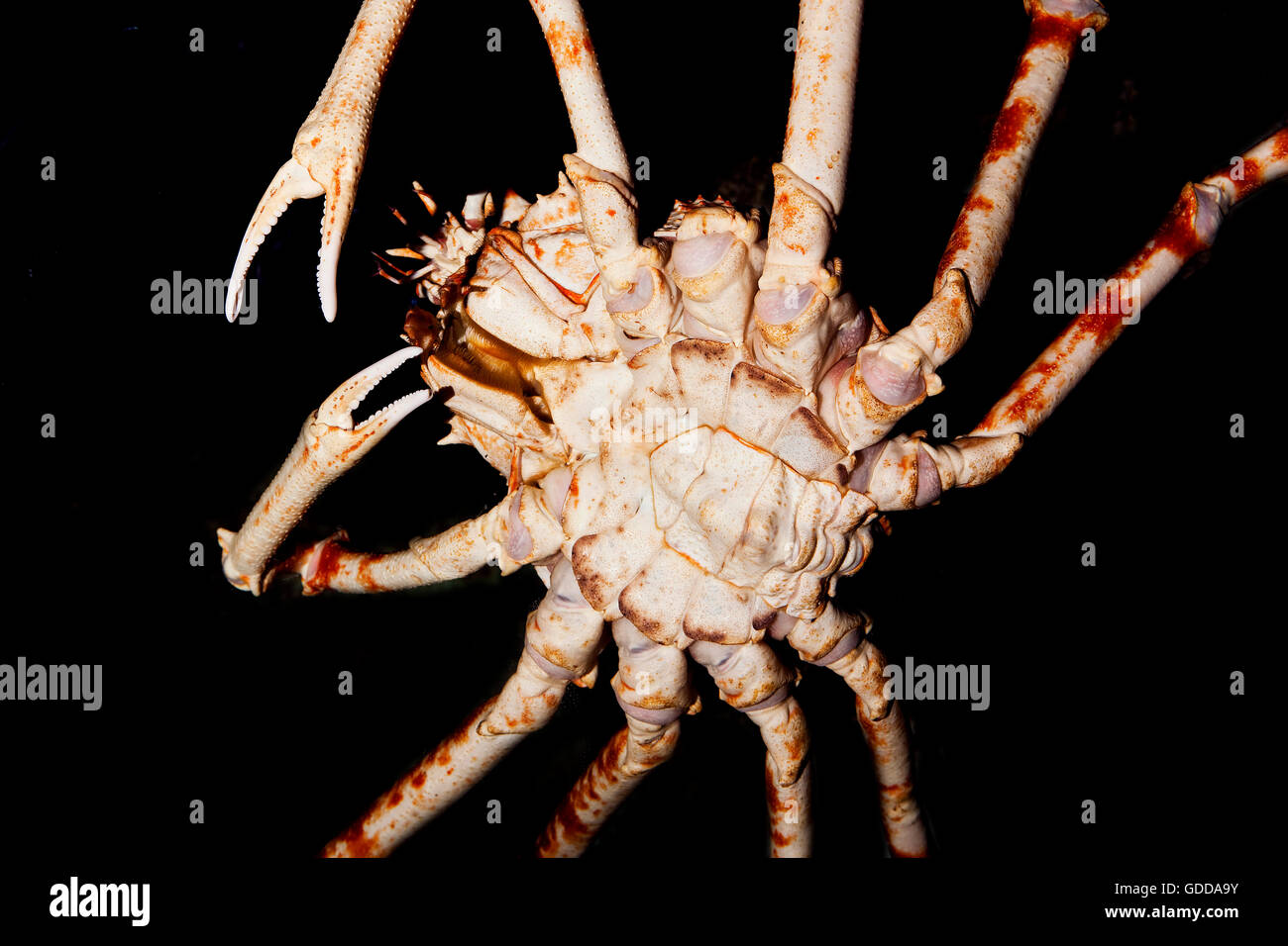 Giapponese ragno granchio gigante o Granseola, macrocheira kaempferi, adulto, vista laterale inferiore Foto Stock