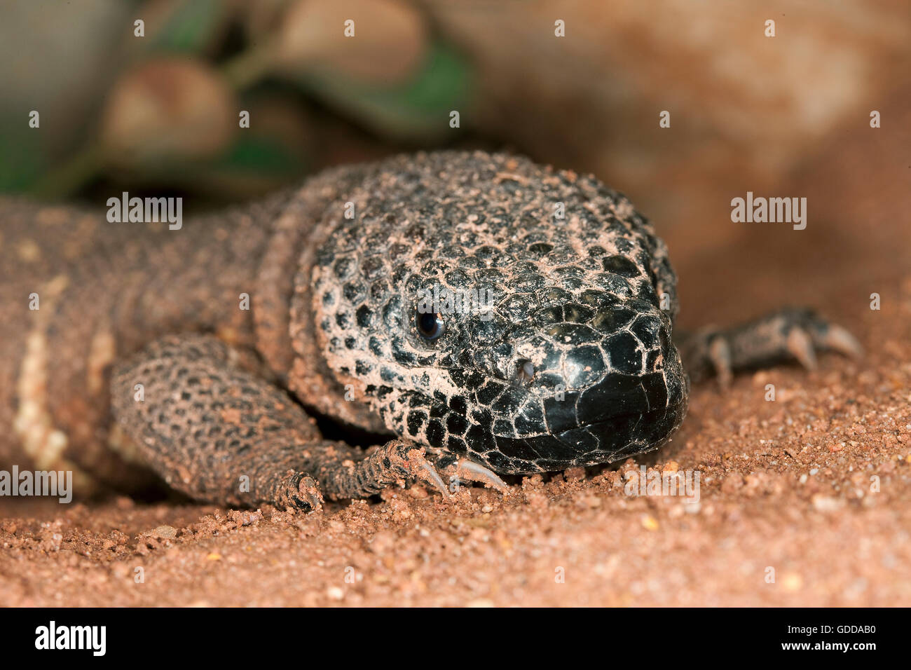 Bordato lucertola heloderma horridum, un infame Specy Foto Stock