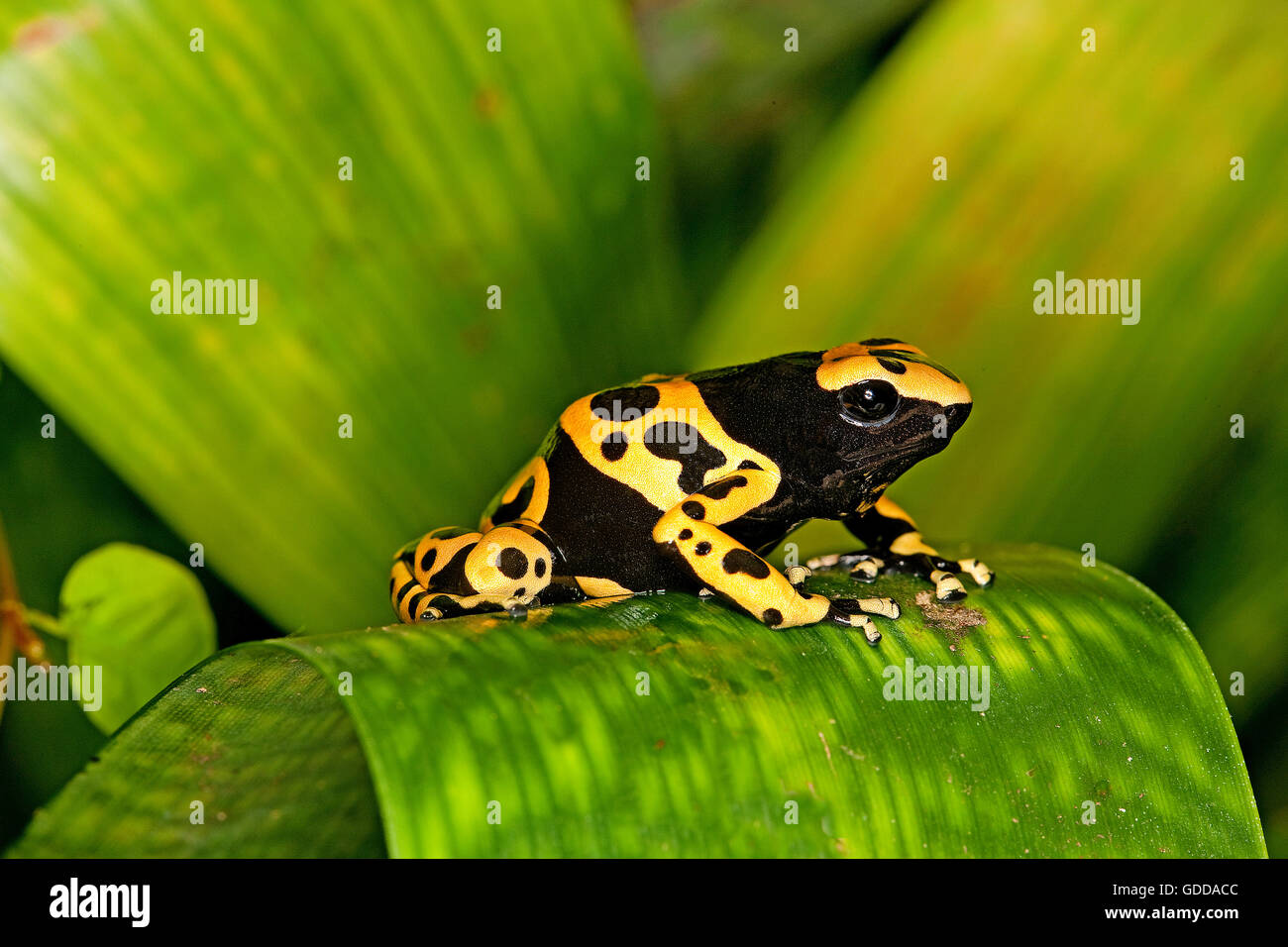 Giallo-nastrati rana di Poisson dendrobates leucomelas, adulti Foto Stock