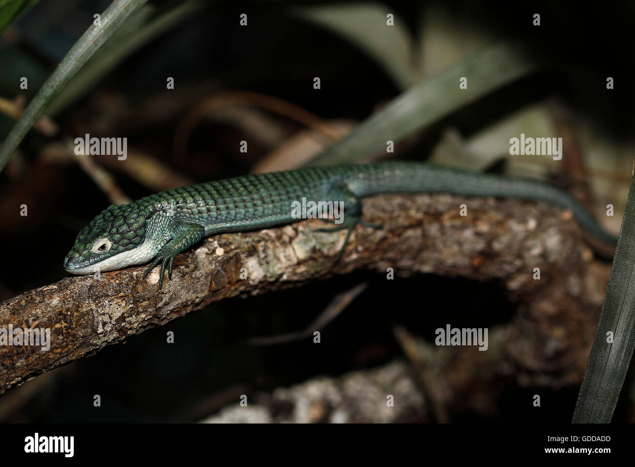 Alligator Lizard, abronia graminea, adulti la posa sul ramo Foto Stock