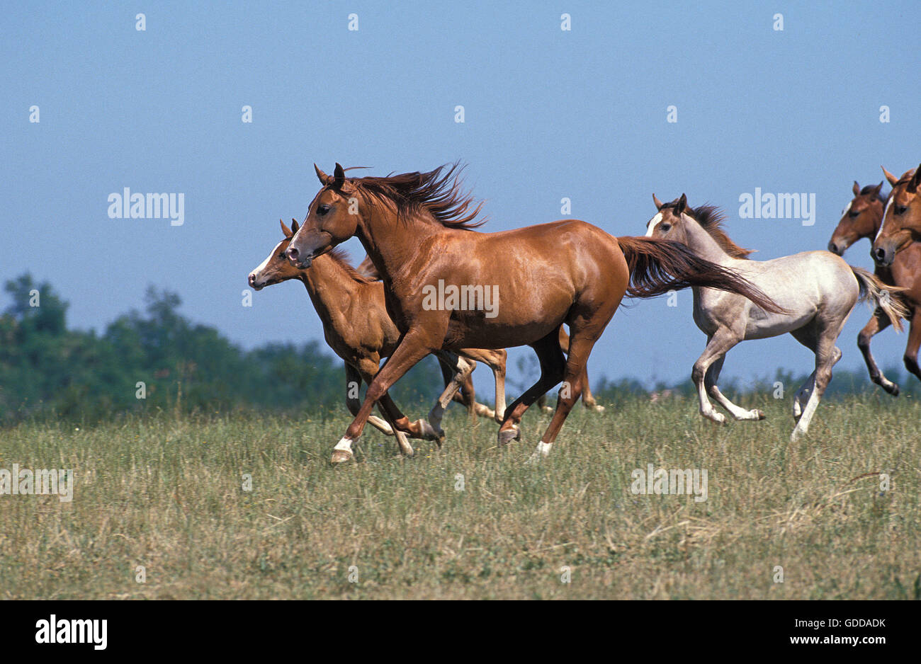 Anglo Arabo, cavallo galoppante della mandria attraverso Prato Foto Stock