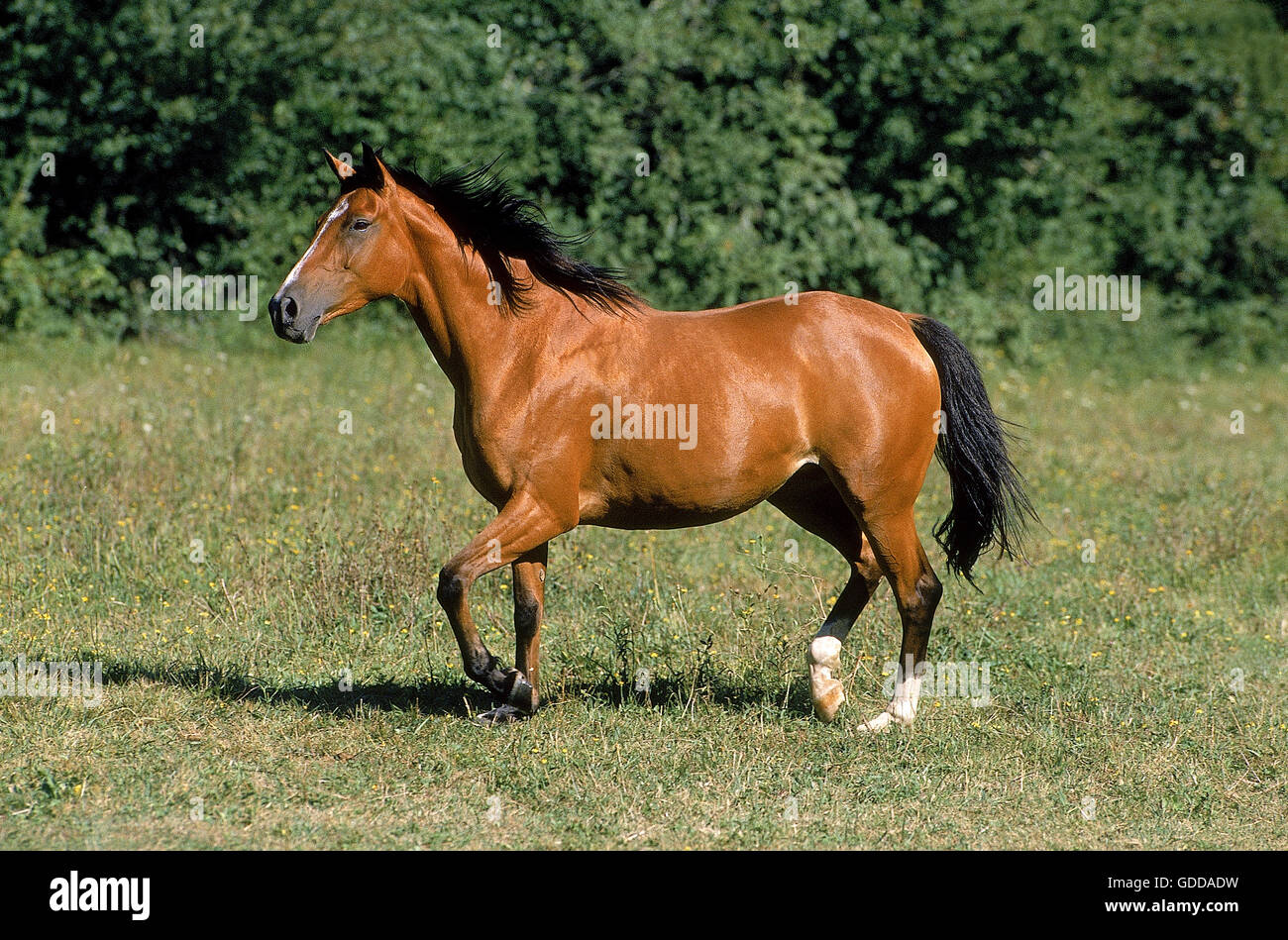 ARABIAN HORSE, adulti in piedi in pascolo Foto Stock