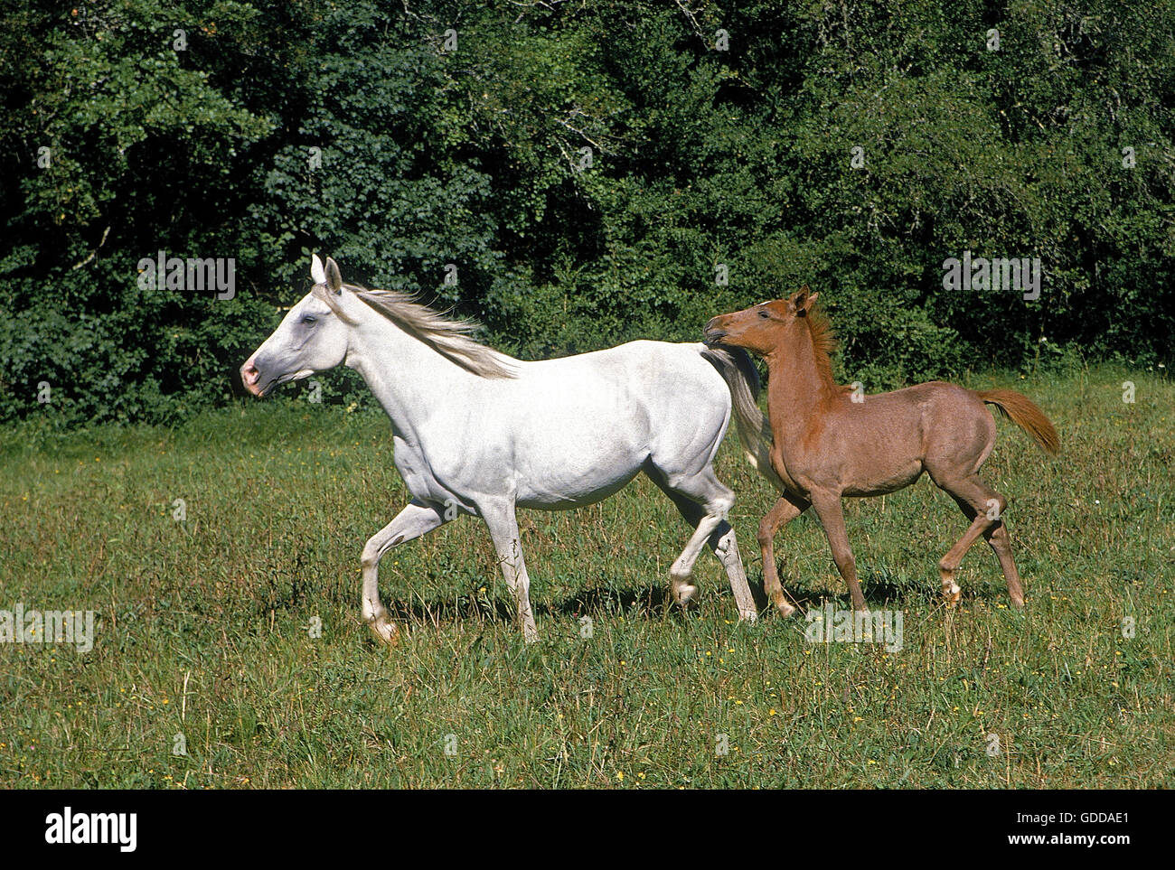 ARABIAN HORSE, il mare con il puledro in piedi in pascolo Foto Stock