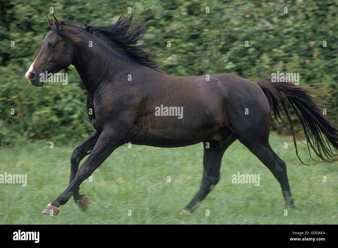 SHAGYA cavallo, stallone al galoppo in pascolo Foto Stock