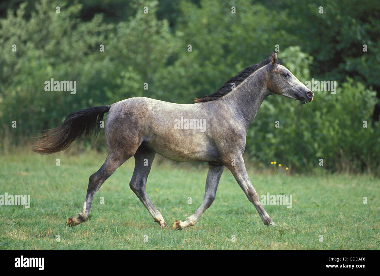 SHAGYA cavallo adulto trottare sull'erba Foto Stock