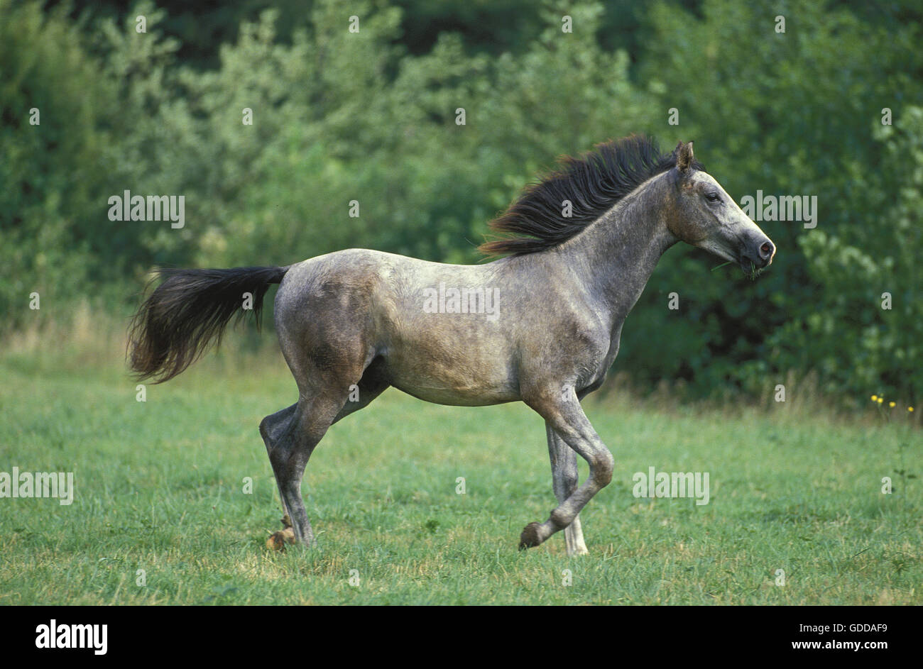 SHAGYA cavallo, stallone trotto in pascolo Foto Stock