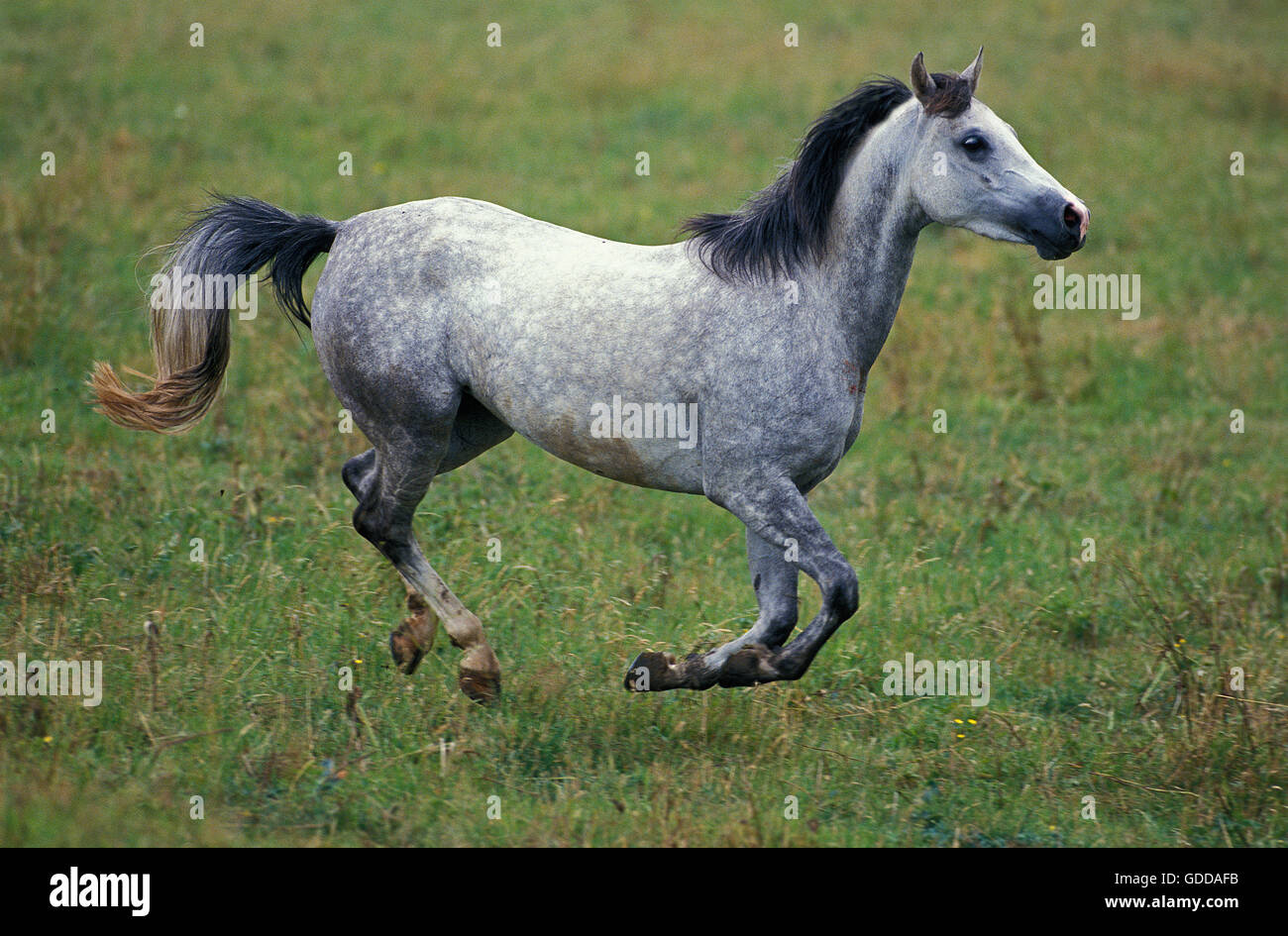 Shagya cavallo galoppante degli adulti attraverso il paddock Foto Stock