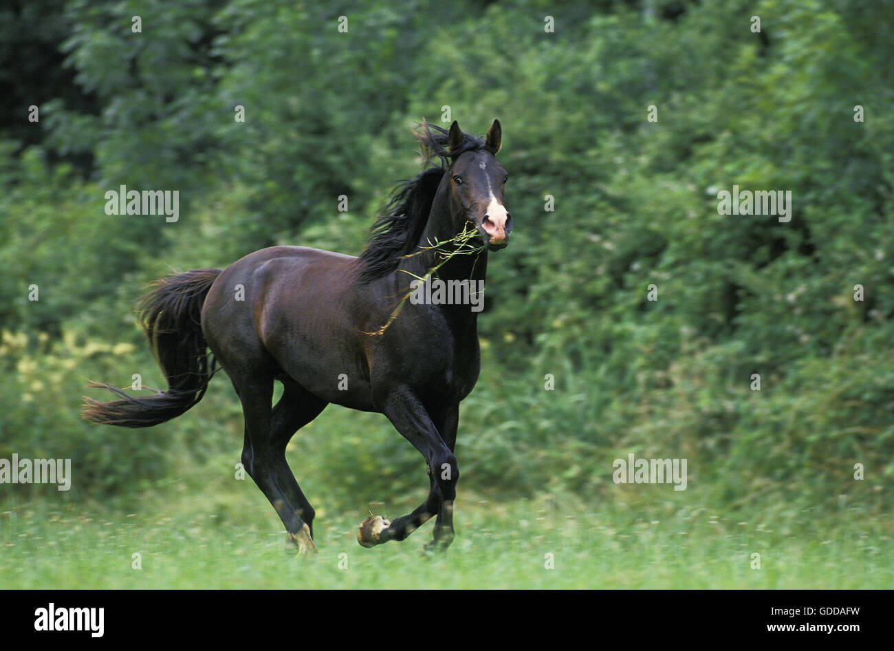 SHAGYA cavallo galoppante degli adulti in pascolo Foto Stock