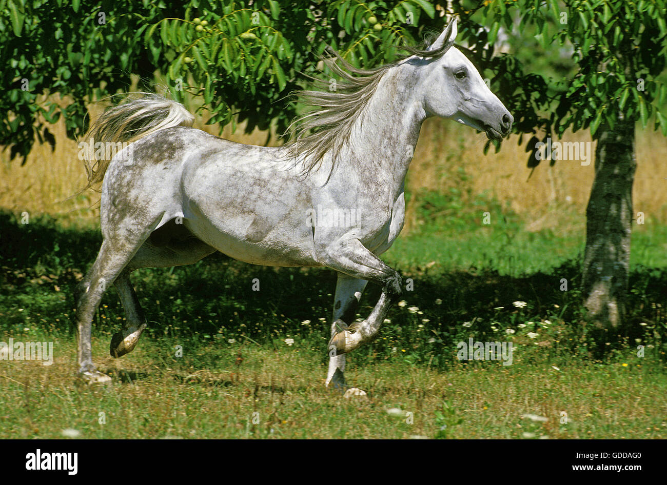 Arabian Horse, Adulti trotto attraverso Prato Foto Stock