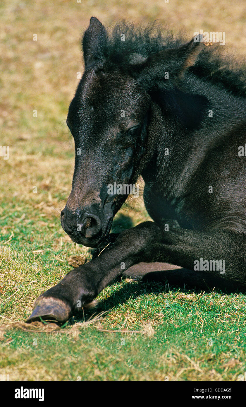 Pottok cavallo, puledro recante sull'erba Foto Stock