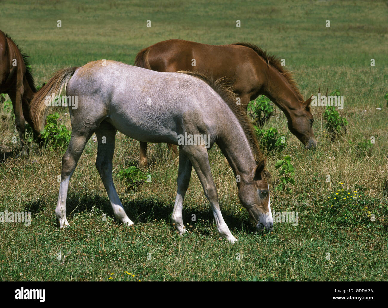 ANGLO ARABO cavallo, YEARLING mangiare erba Foto Stock