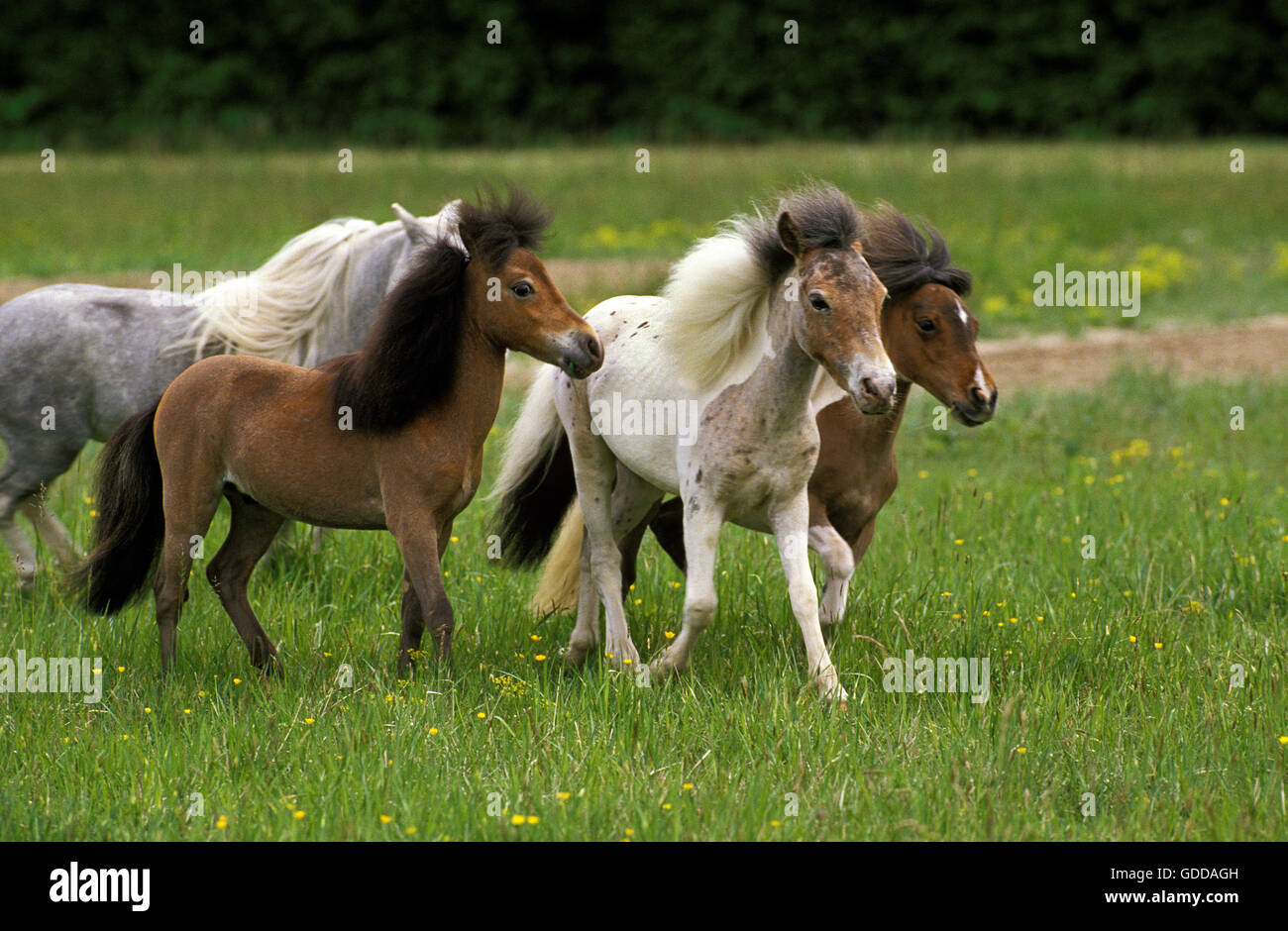 Americano di cavalli in miniatura, allevamento di adulti Foto Stock