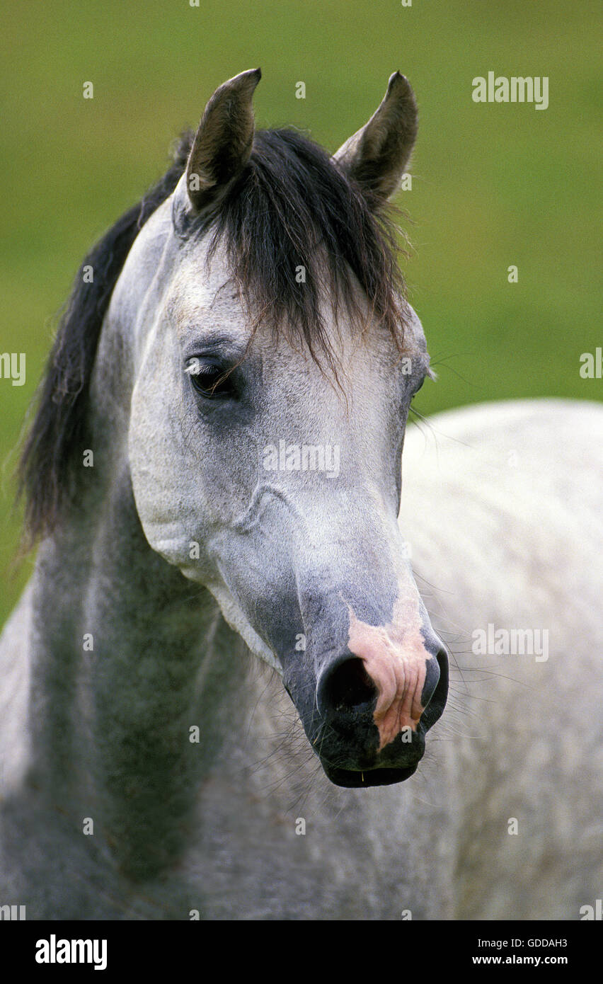 Shagya cavallo, Ritratto di adulto Foto Stock