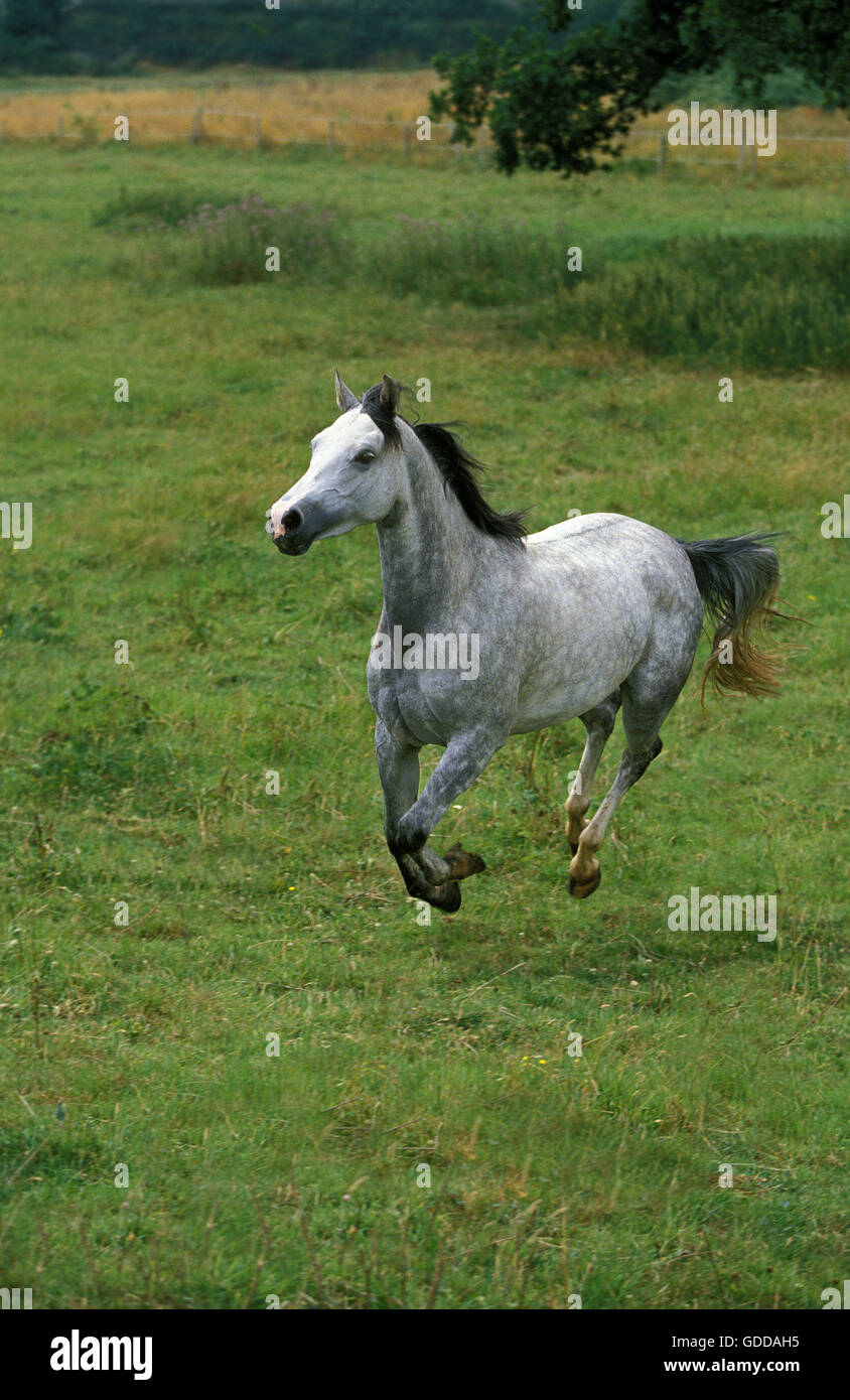 Shagya cavallo galoppante adulte attraverso Prato Foto Stock