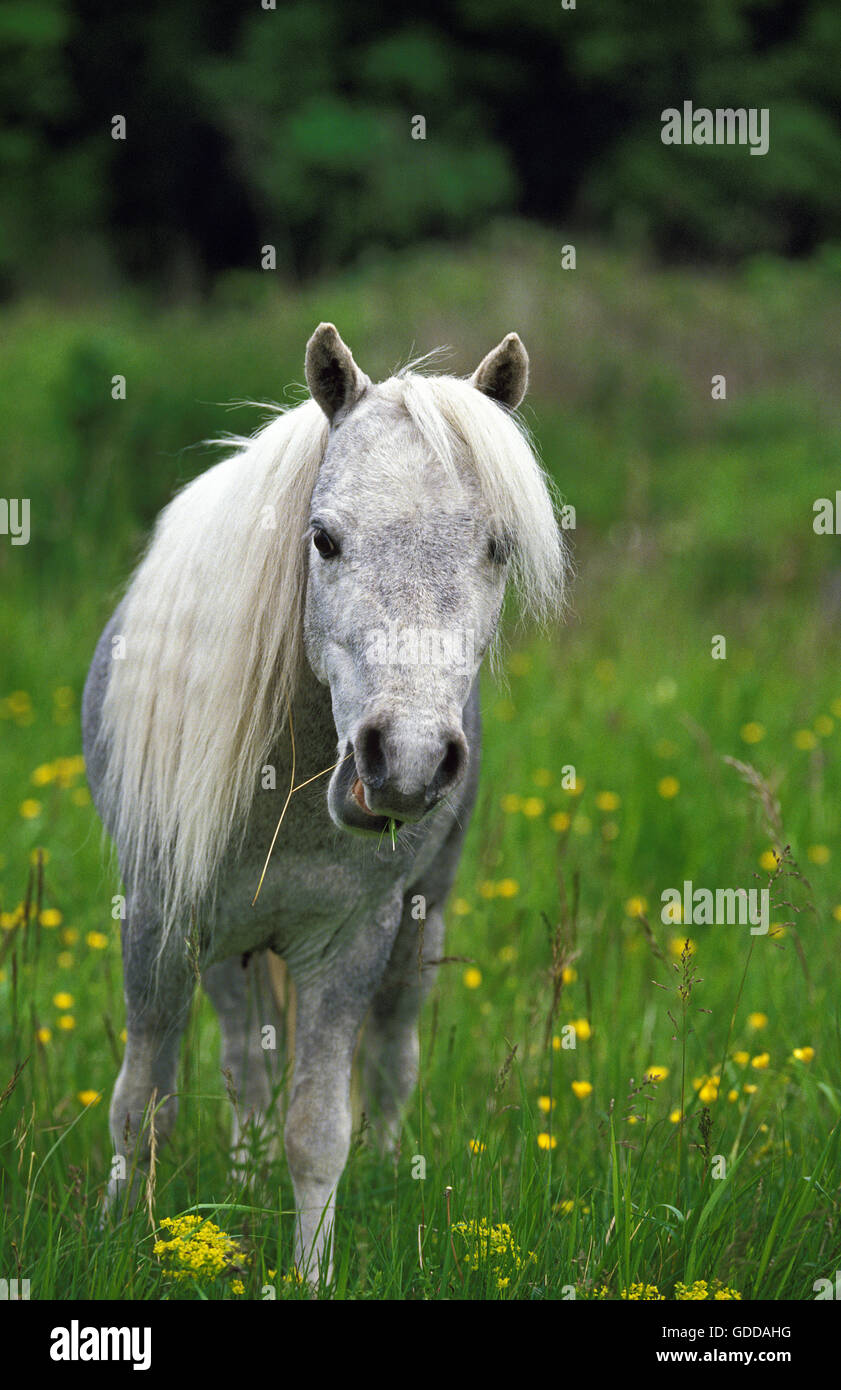 Americano di cavalli in miniatura, Adulti Foto Stock