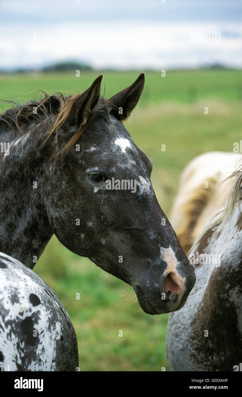 AMERICAN SADDLEBRED HORSE, ritratto Foto Stock