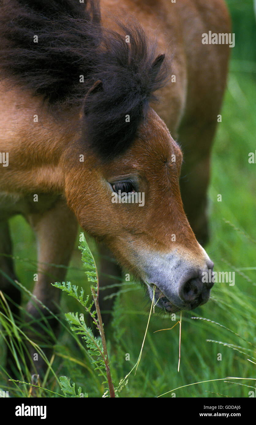 Americano di cavalli in miniatura, Adulti Foto Stock