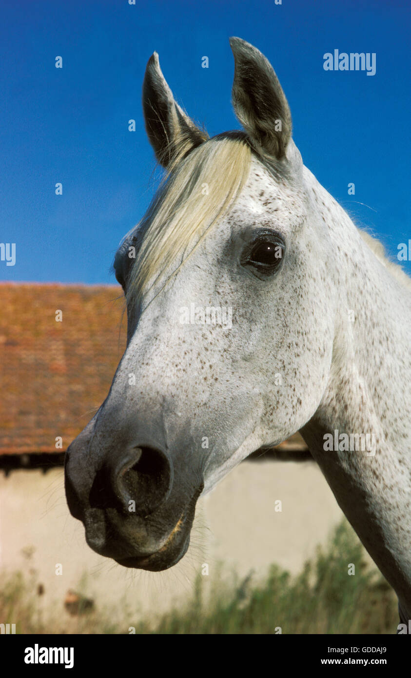 Arabian Horse, Ritratto di adulto Foto Stock